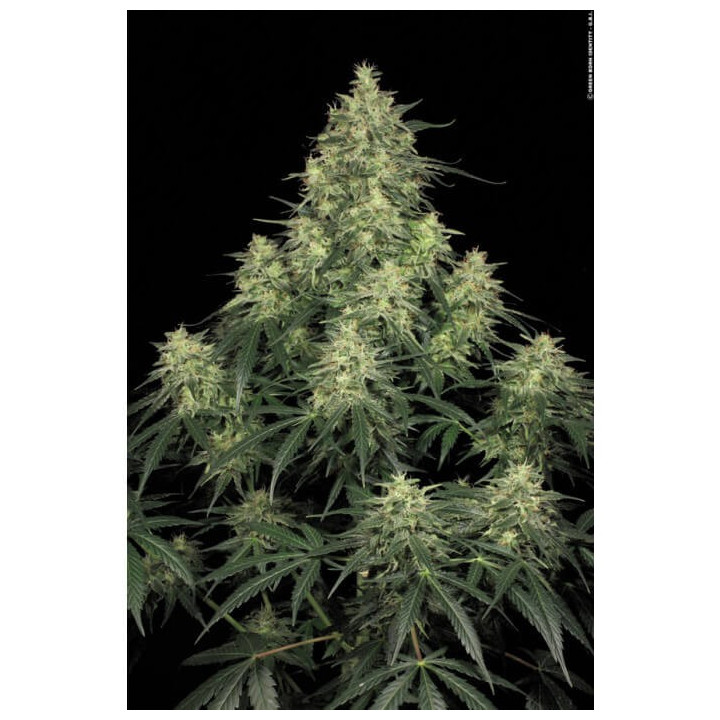 Atomical Haze | Paradise Seeds | Nº1 en venta de semillas de marihuana