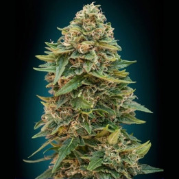 Auto Skunk 47 (Advanced Seeds)