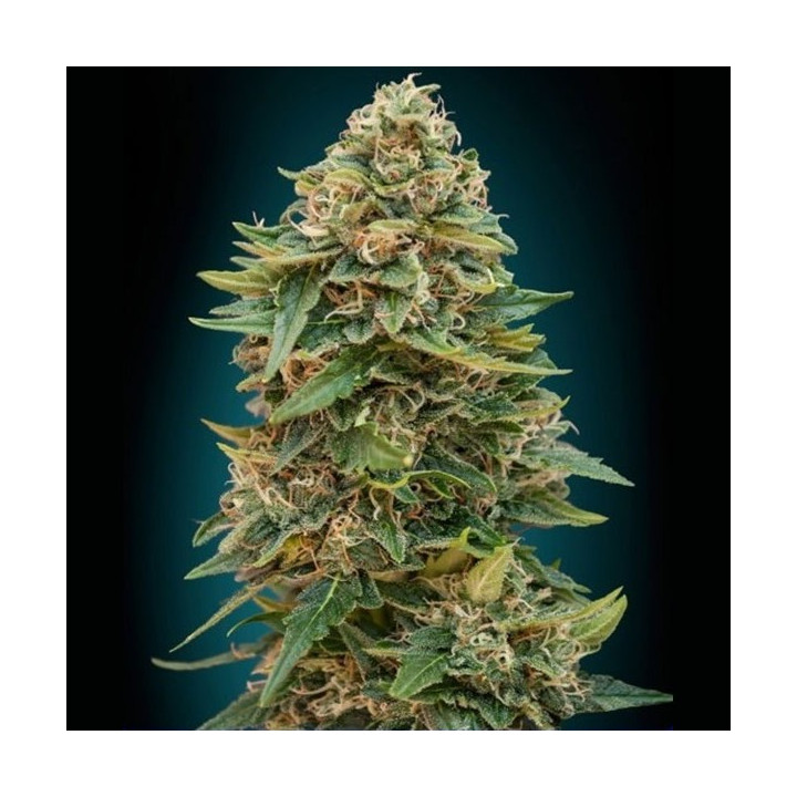 Auto Skunk 47 (Advanced Seeds)
