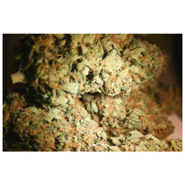 Atomical Haze | Paradise Seeds | Nº1 en venta de semillas de marihuana