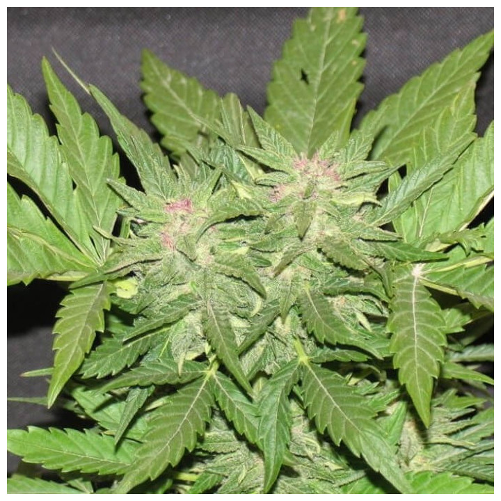Cotton Candy Kush | Delicious Seeds | Comprar Semillas Feminizadas