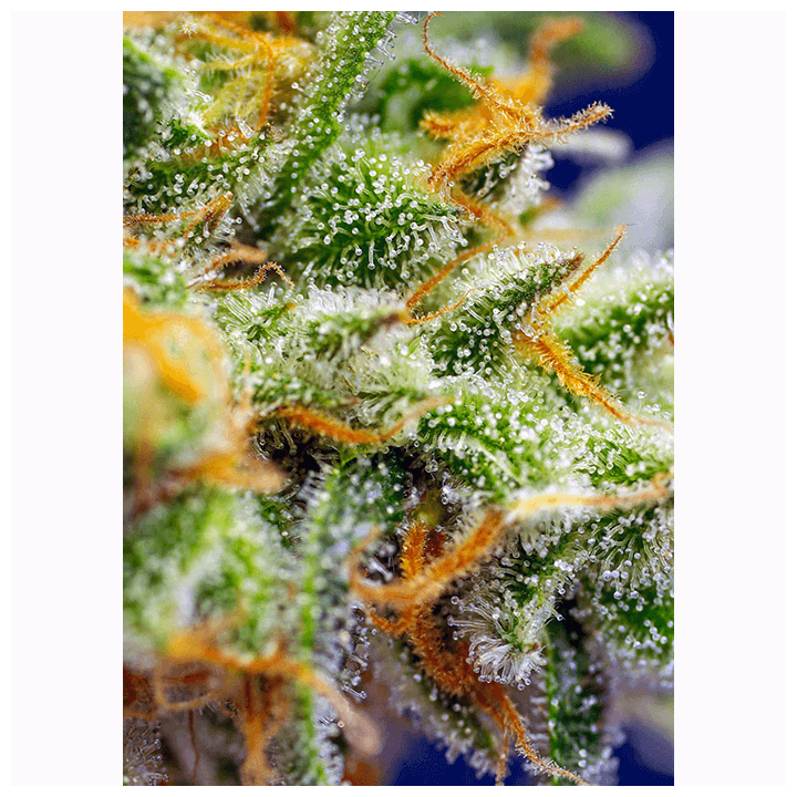 Crystal Candy XL Auto | Sweet Seeds | Semillas al mejor precio