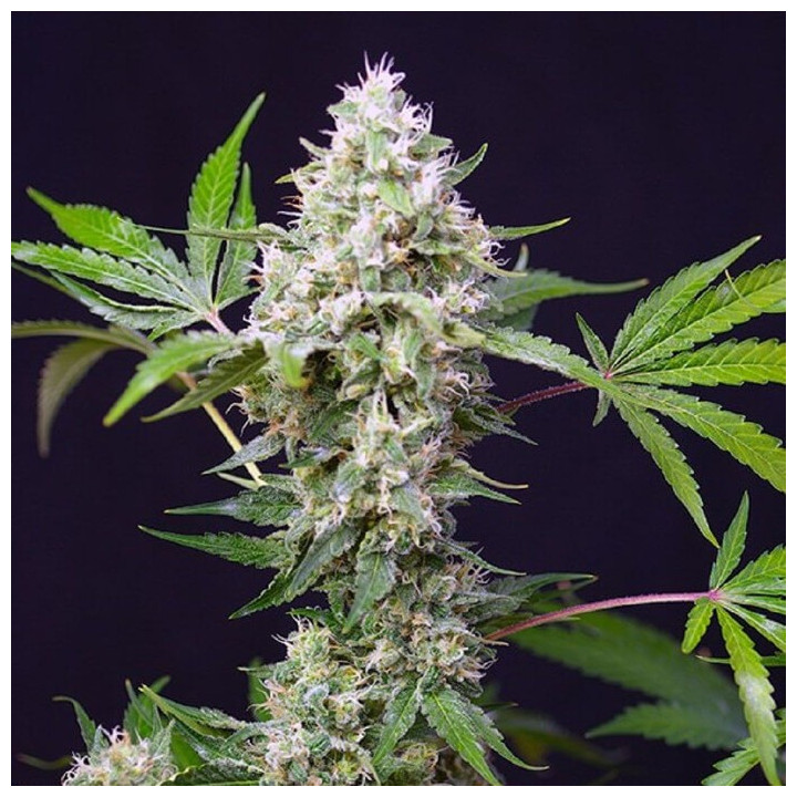 Sweet Amnesia Haze Auto | Sweet Seeds | Semillas al mejor precio