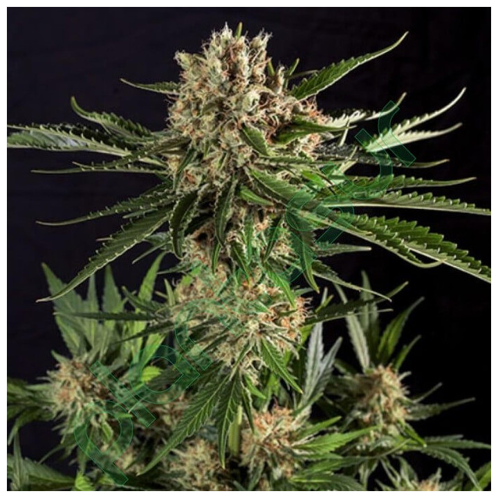 Txerri Bilbo Haze | Genehtik | Semillas al mejor precio