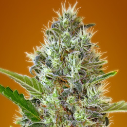 Auto Somango (Advanced Seeds)