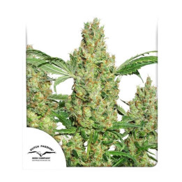 Auto Power Plant | Dutch Passion | Diosa Planta