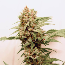 Auto CBG Force | Dutch Passion | Diosa Planta