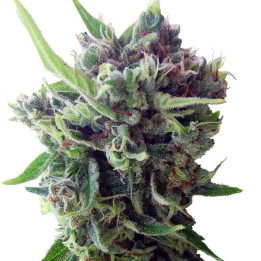 Auto Zamaldelica | Ace Seeds | Semillas Feminizadas al mejor precio