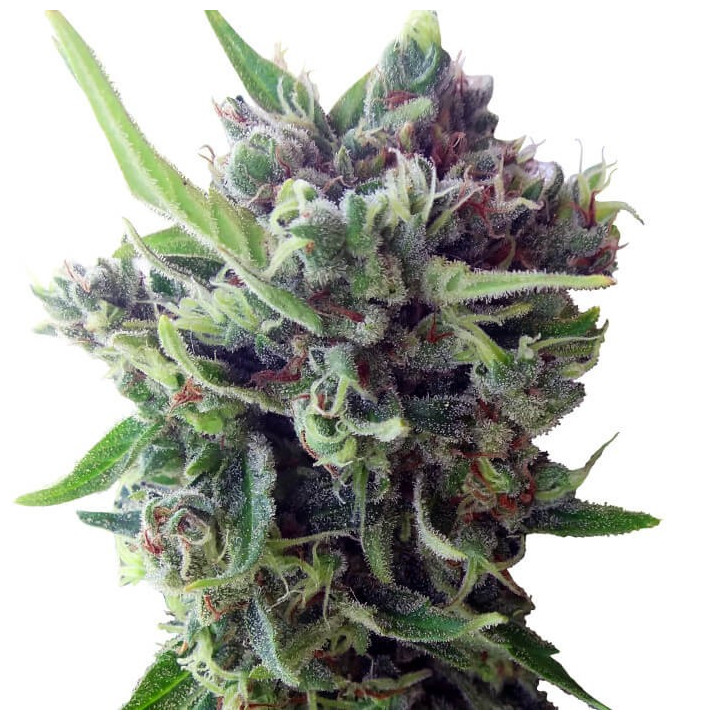 Auto Zamaldelica | Ace Seeds | Semillas Feminizadas al mejor precio
