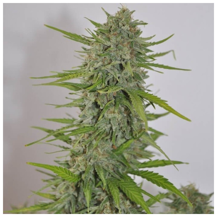 Auto Zamaldelica | Ace Seeds | Semillas Feminizadas al mejor precio
