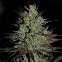 CBD 1 | Ace Seeds | Semillas FEMINIZADAS al mejor precio