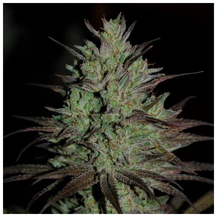 CBD 1 | Ace Seeds | Semillas FEMINIZADAS al mejor precio