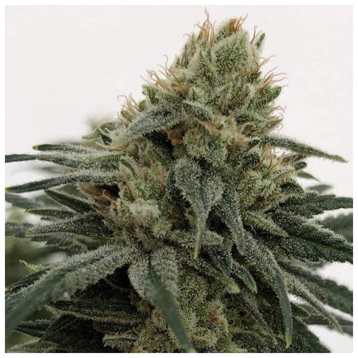 CBD 1 | Ace Seeds | Semillas FEMINIZADAS al mejor precio