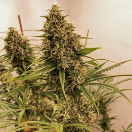 Guawi Regular | Ace Seeds | Semillas de marihuana al mejor precio