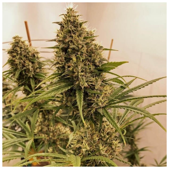 Guawi Regular | Ace Seeds | Semillas de marihuana al mejor precio