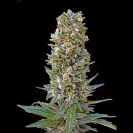 Automatik Mix (Advanced Seeds)