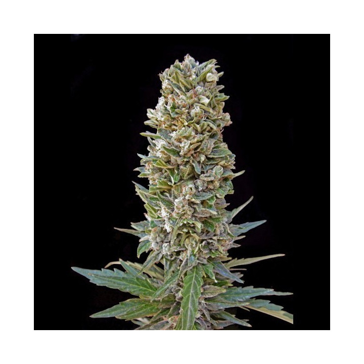 Automatik Mix (Advanced Seeds)