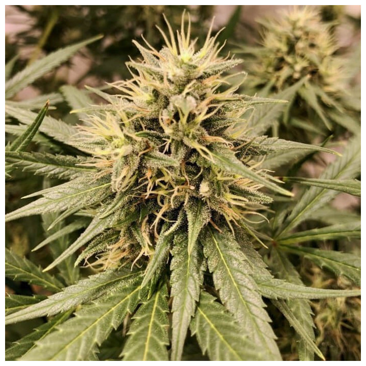 Guawi Regular | Ace Seeds | Semillas de marihuana al mejor precio