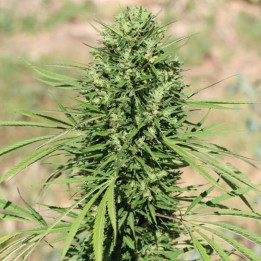 Morocco Beldia Kif Regular | Ace Seeds | Semillas al mejor precio