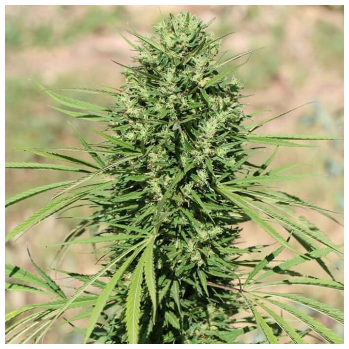 Morocco Beldia Kif Regular | Ace Seeds | Semillas al mejor precio