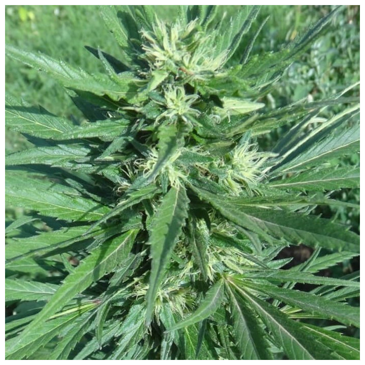 Morocco Beldia Kif Regular | Ace Seeds | Semillas al mejor precio