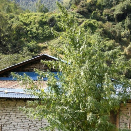 Nepal Annapurna Regular | Ace Seeds | Semillas al mejor precio