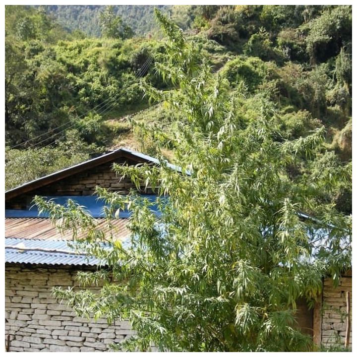 Nepal Annapurna Regular | Ace Seeds | Semillas al mejor precio