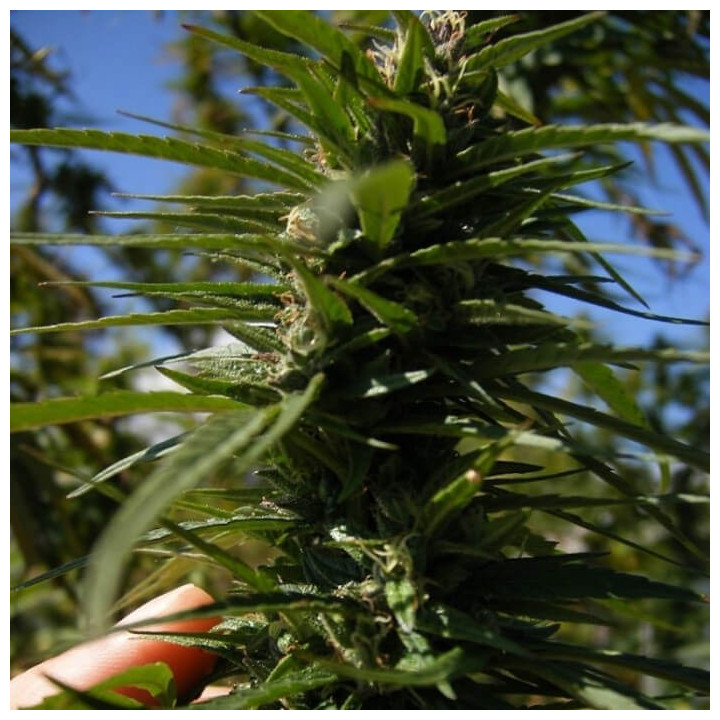 Nepal Annapurna Regular | Ace Seeds | Semillas al mejor precio