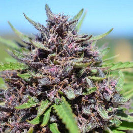 Panama x PCK | Ace Seeds | Semillas Feminizadas