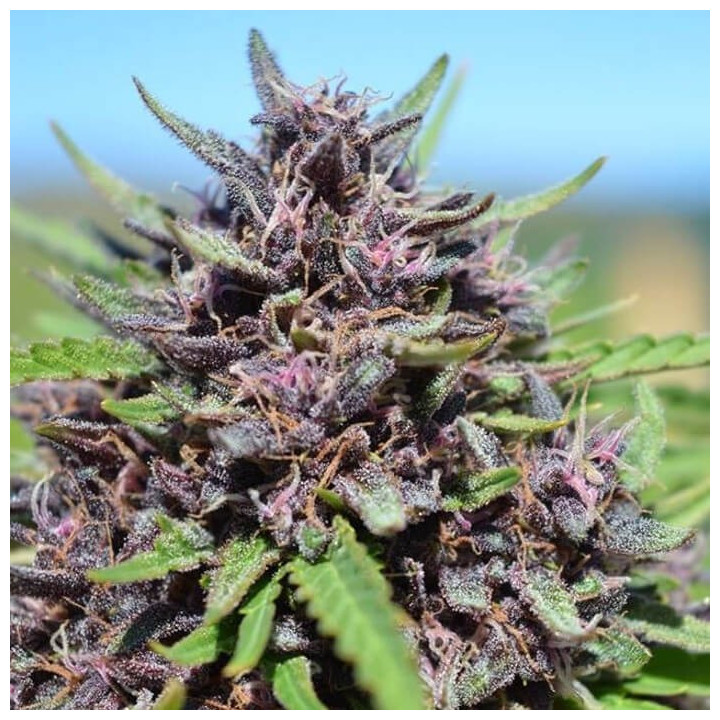 Panama x PCK | Ace Seeds | Semillas Feminizadas