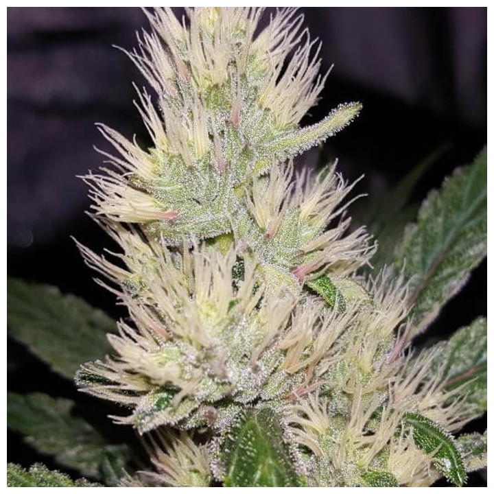 Panama x PCK | Ace Seeds | Semillas Feminizadas