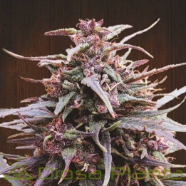 Purple Haze x Malawi Regular | Ace Seeds | Comprar semillas de CALIDAD