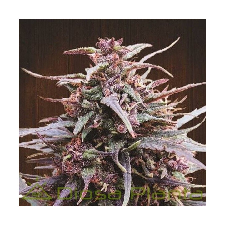 Purple Haze x Malawi Regular | Ace Seeds | Comprar semillas de CALIDAD