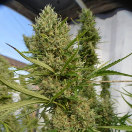 Super Malawi Haze Regular | Ace Seeds | Semillas Marihuana baratas