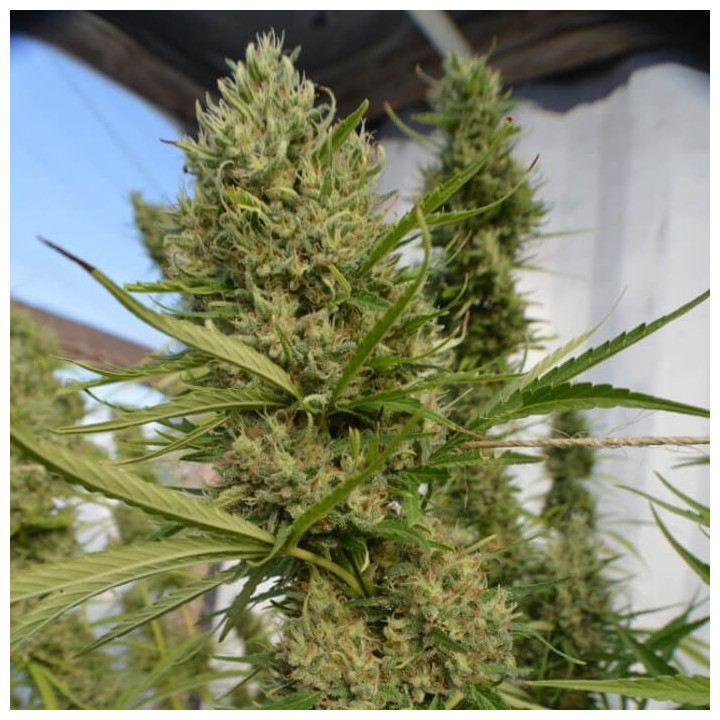 Super Malawi Haze Regular | Ace Seeds | Semillas Marihuana baratas