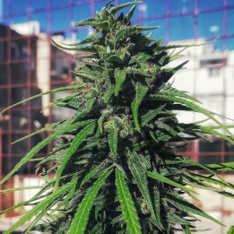 Thai x Panama Regular | Ace Seeds | Semillas Marihuana TOP