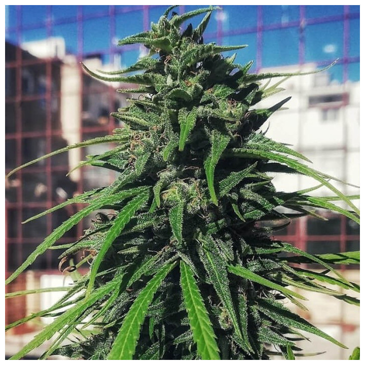 Thai x Panama Regular | Ace Seeds | Semillas Marihuana TOP