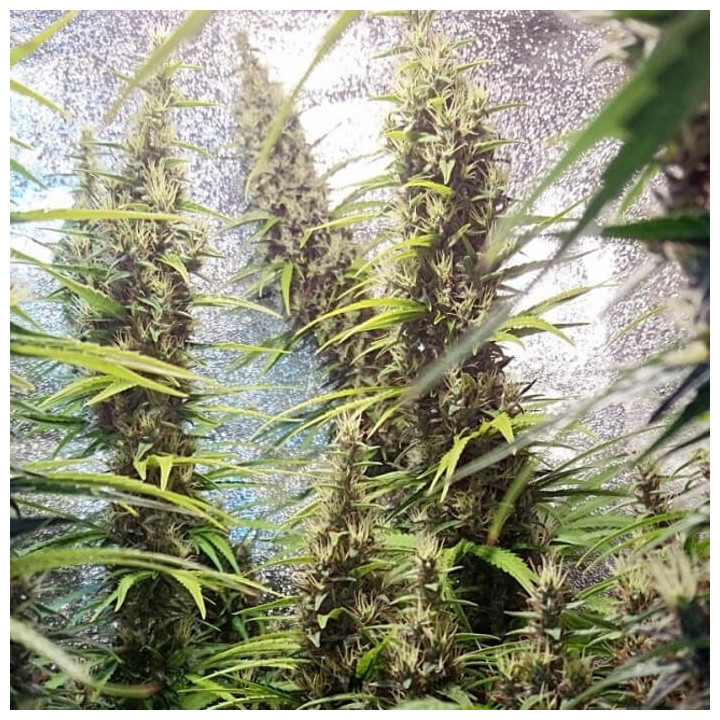 Thai x Panama Regular | Ace Seeds | Semillas Marihuana TOP