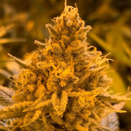 Hibiscus Regular | R-Kiem Seeds | Semillas de Calidad