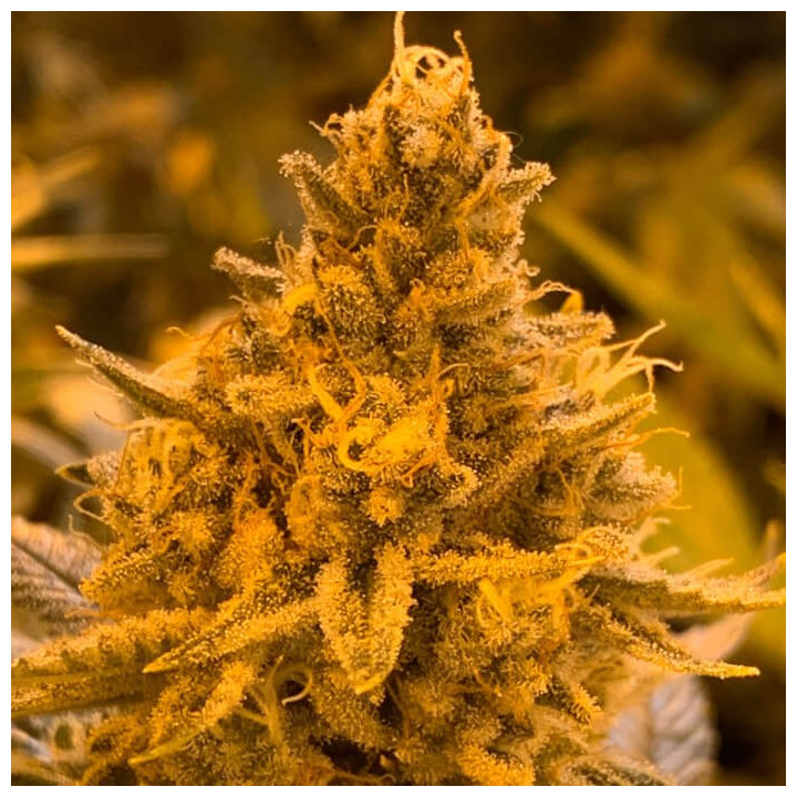 Hibiscus Regular | R-Kiem Seeds | Semillas de Calidad