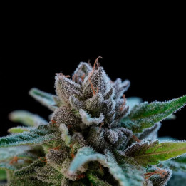 Suguz Regular | R-Kiem Seeds | Semillas de CALIDAD