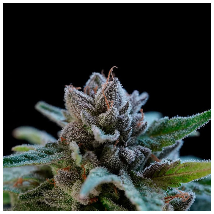 Suguz Regular | R-Kiem Seeds | Semillas de CALIDAD