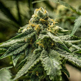2y2 | R-Kiem Seeds | Semillas de marihuana al mejor precio
