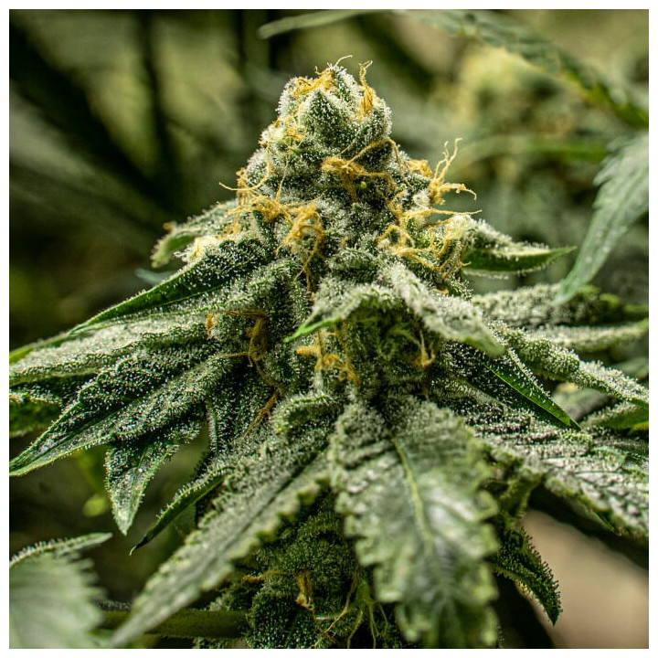2y2 | R-Kiem Seeds | Semillas de marihuana al mejor precio