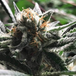 Critical Jack Condor | R-Kiem Seeds | Semillas Marihuana BARATAS