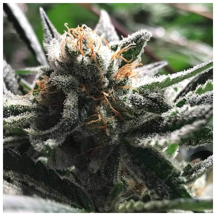 Critical Jack Condor | R-Kiem Seeds | Semillas Marihuana BARATAS