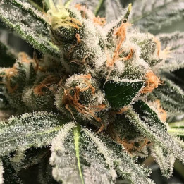 OG Kush Dark Kush | R-Kiem Seeds | Semillas Marihuana en 24H