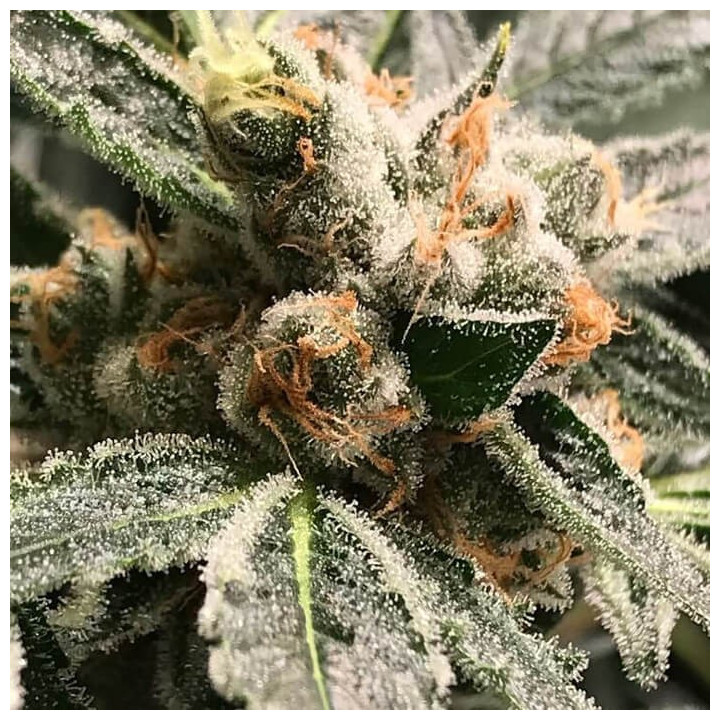 OG Kush Dark Kush | R-Kiem Seeds | Semillas Marihuana en 24H