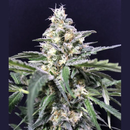 Amnesia Amazon Haze | R-Kiem Seeds | Compra Semillas Marihuana