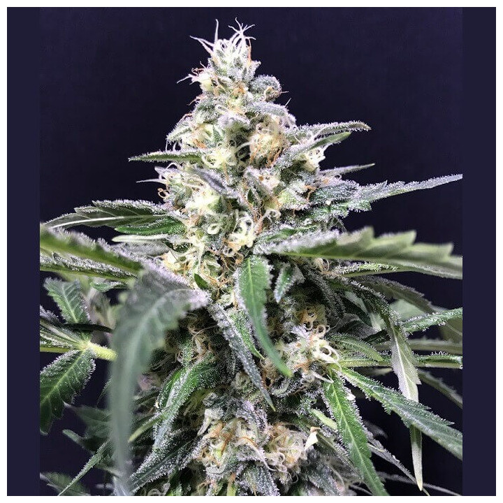 Amnesia Amazon Haze | R-Kiem Seeds | Compra Semillas Marihuana